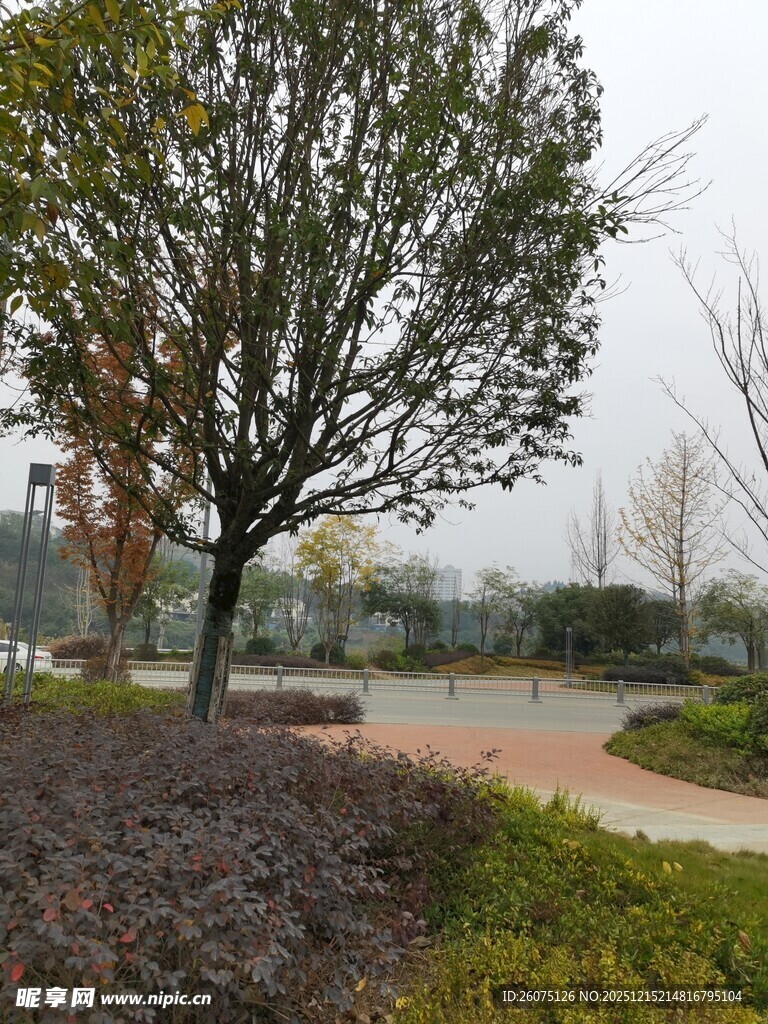 公园中的树木与景观小径