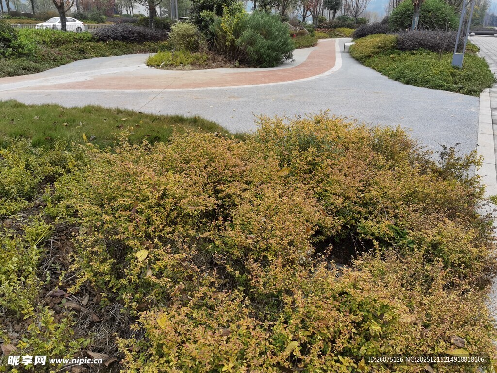 户外多彩灌木丛景观