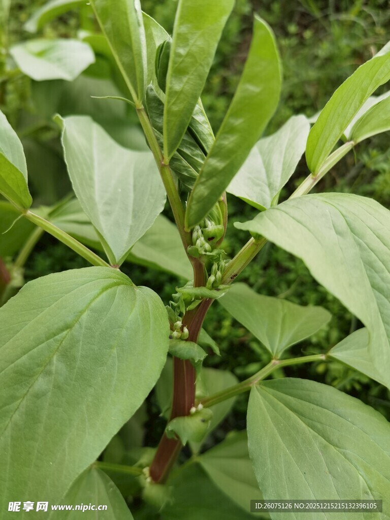 绿叶间的辣椒植株