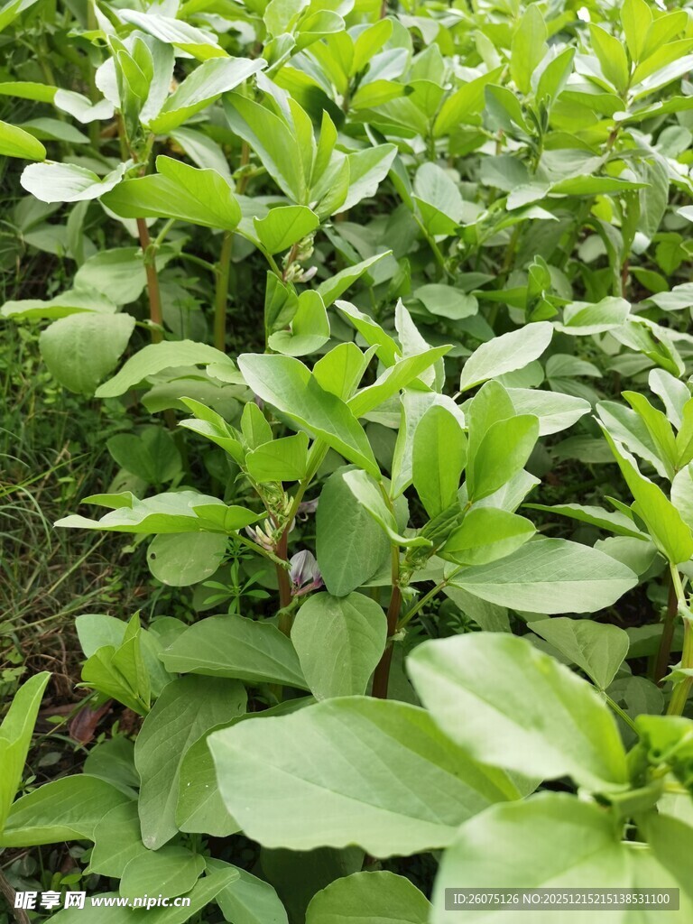 绿叶繁茂的植物景观