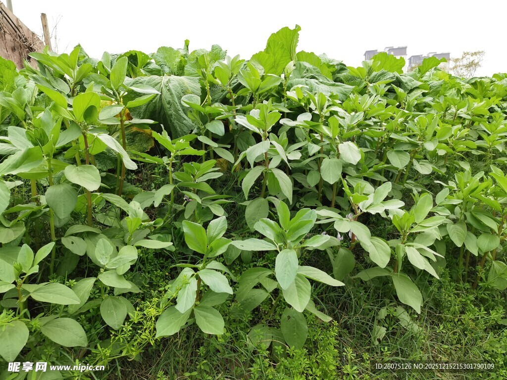绿叶繁茂的植物景观