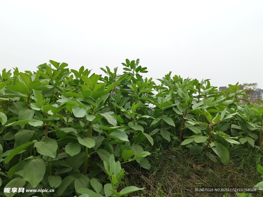 绿叶繁茂的植物景观