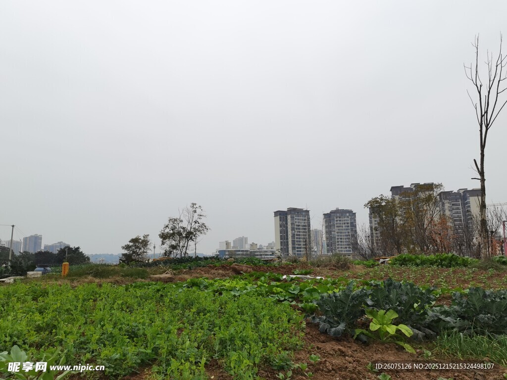 田野旁的高楼与绿植