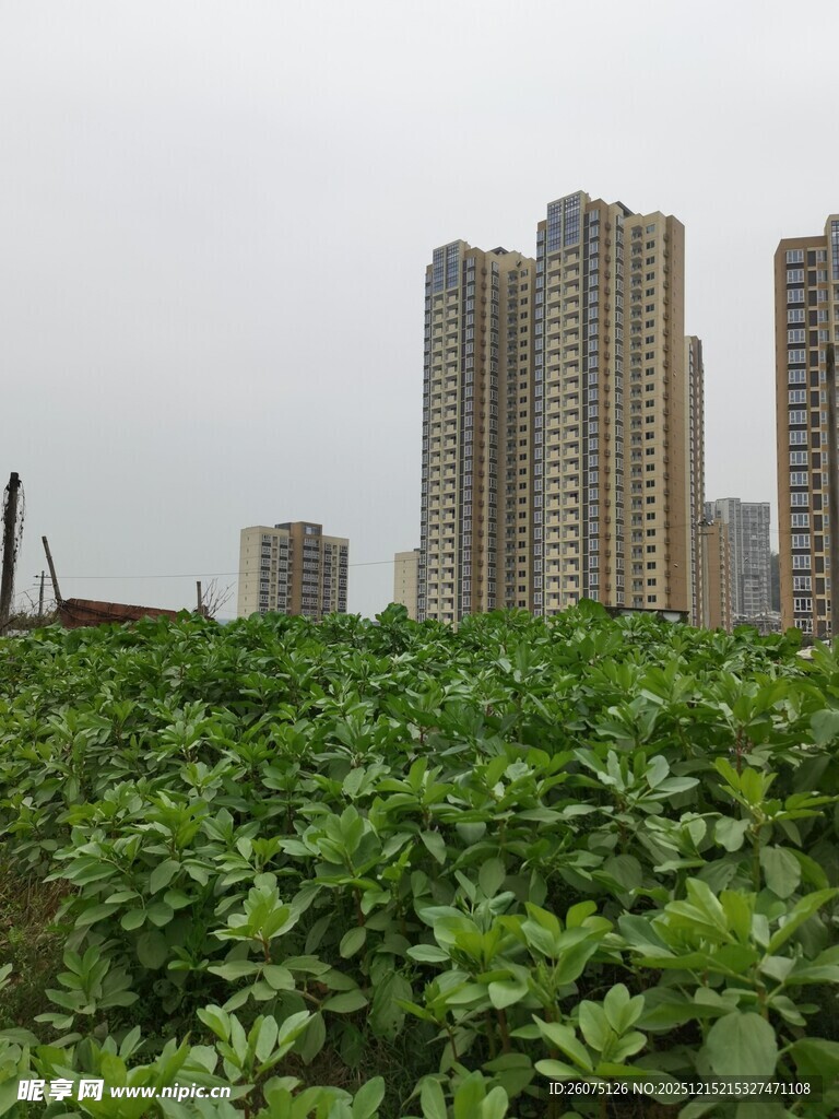 城市旁的绿意农田