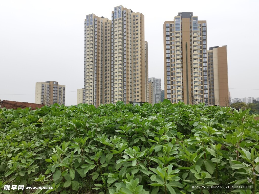 城市旁的绿植景观