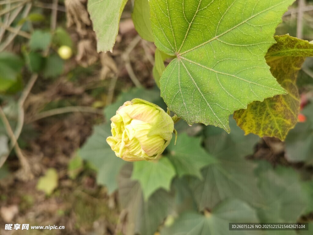 含苞待放的黄色花朵