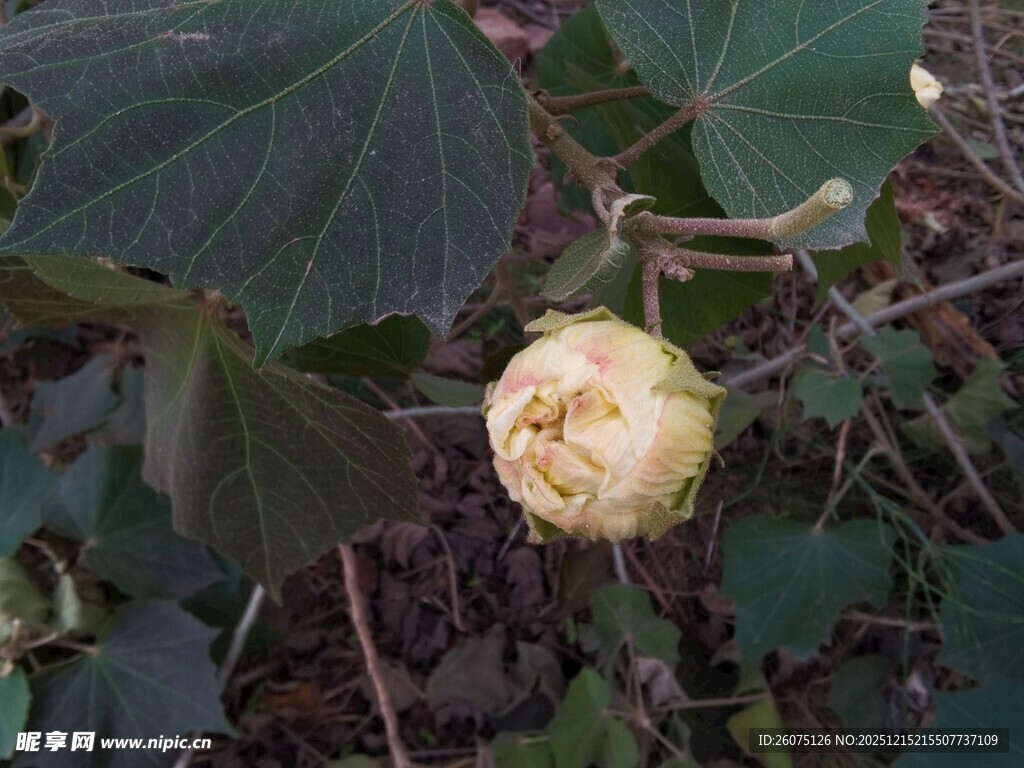 枝头绽放的淡黄色花朵