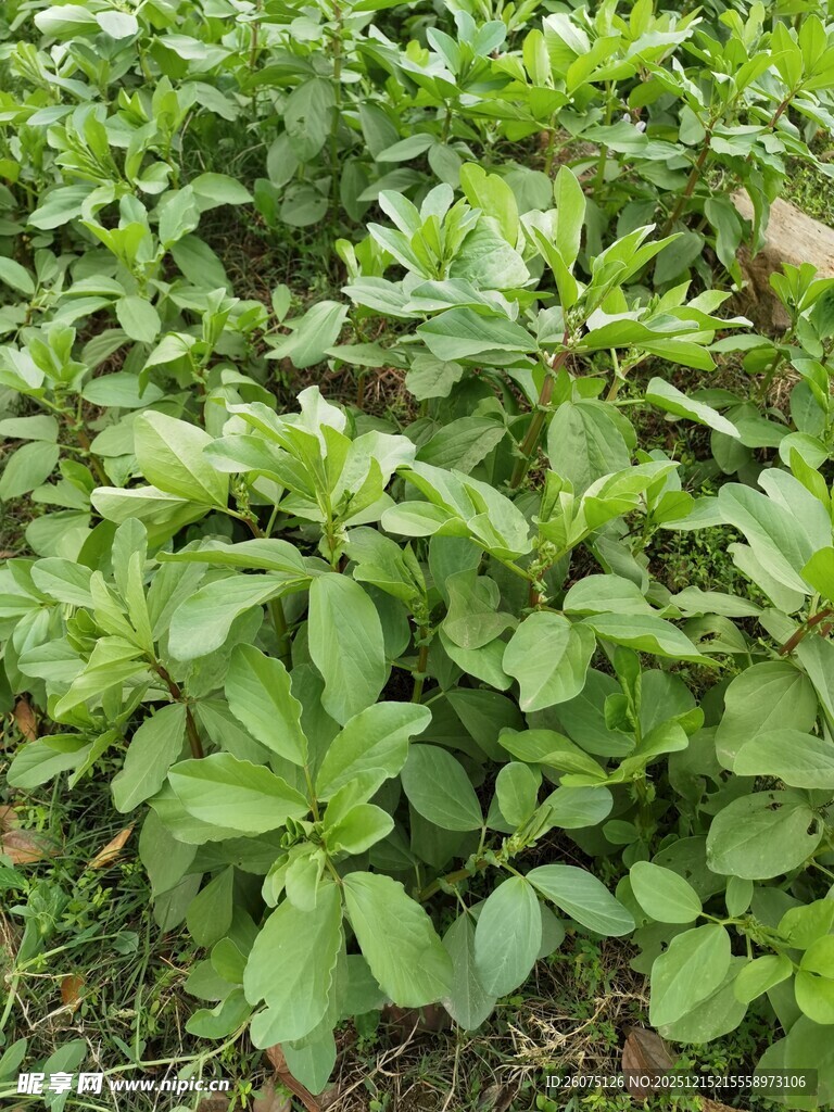 绿叶繁茂的植物景观