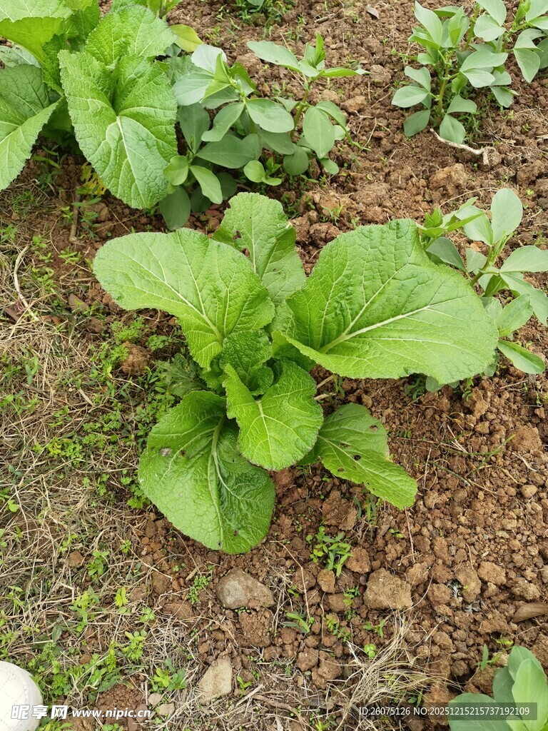 菜园里鲜嫩的绿色蔬菜