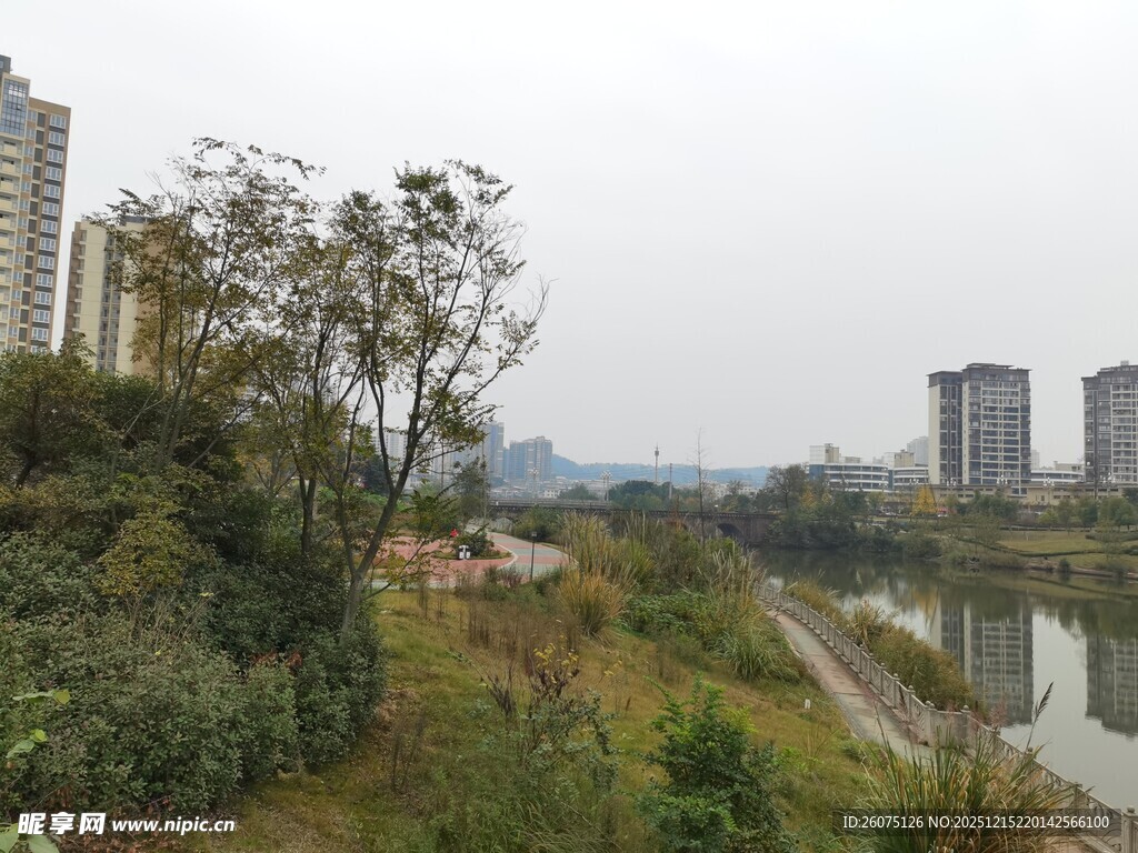 河畔绿植与远处高楼景观