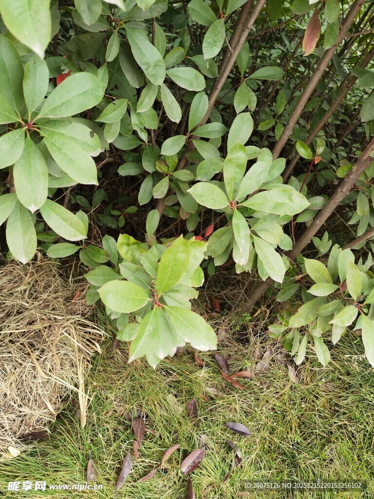 绿叶植物生长于草地间