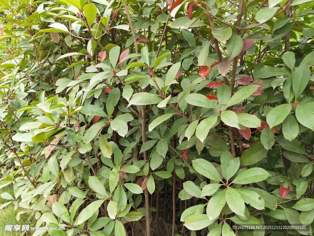 绿叶间的红色果实植物