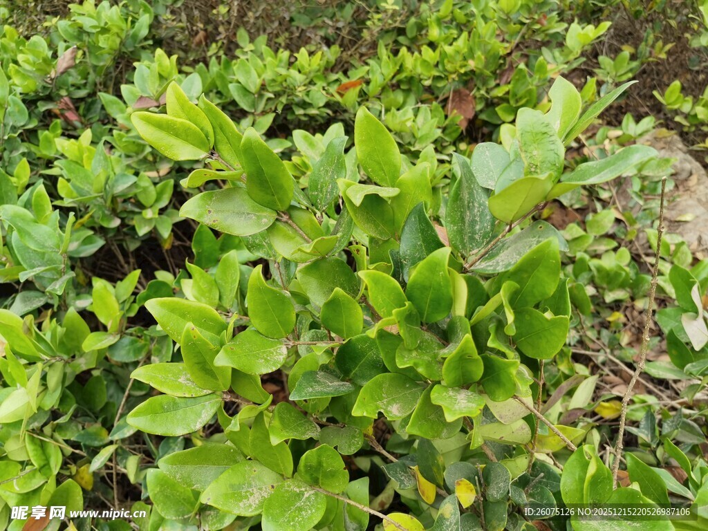 翠绿繁茂的植物景观