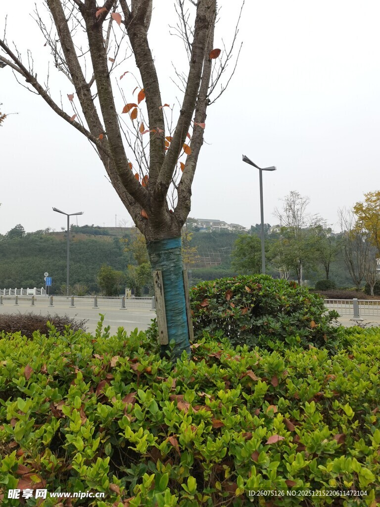 冬日路边的树木与绿植