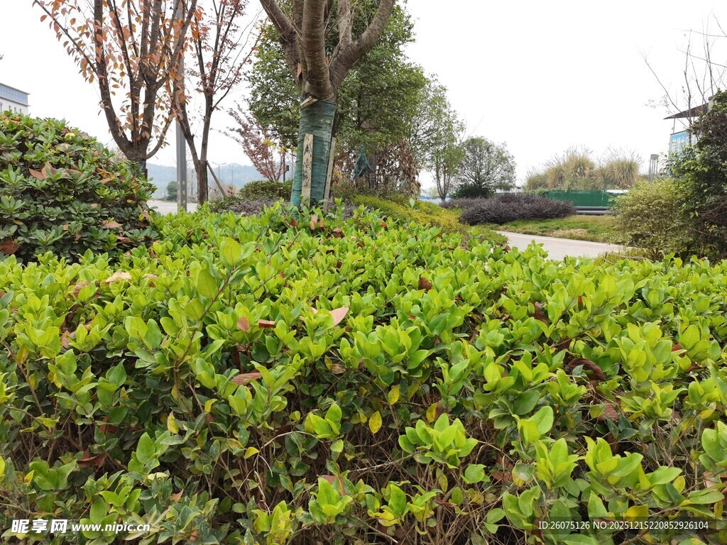 绿意盎然的户外绿植景观