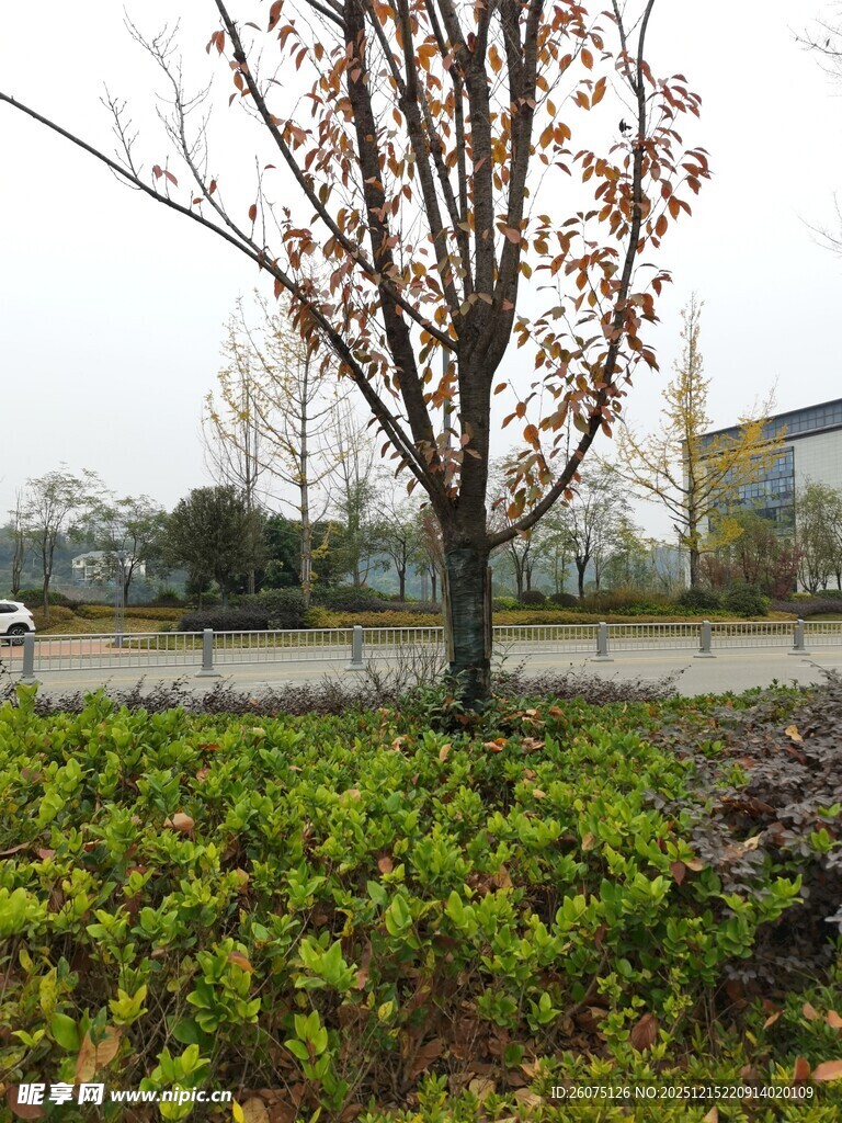 冬日路旁树木与绿植景观