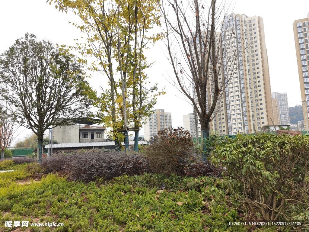 城市中的绿植与高楼景观