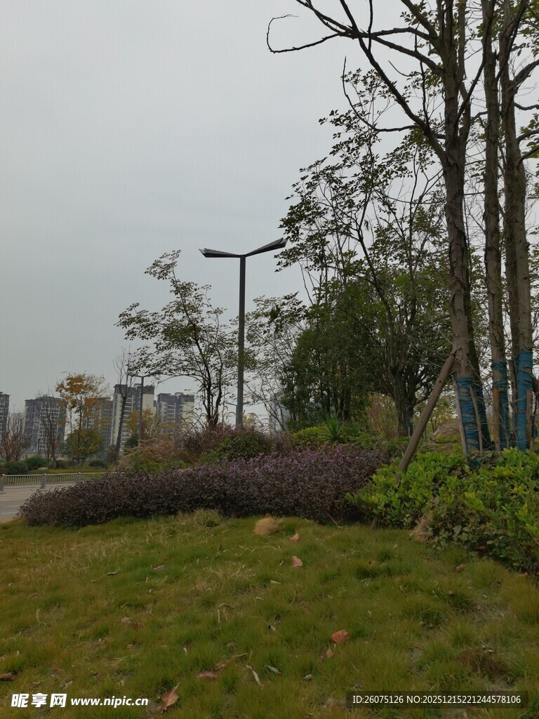 城市公园中的树木与草地