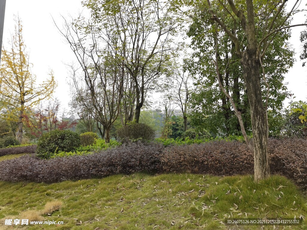 秋日林间草地自然风光