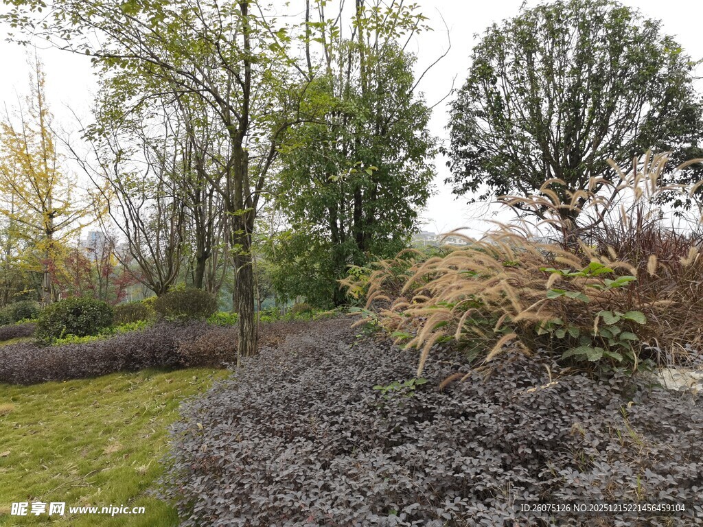 园林景观中的绿植与碎石