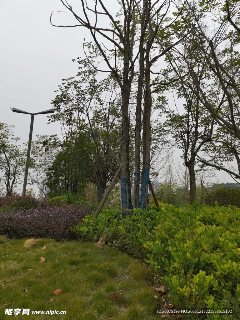 户外绿意盎然的树木景观