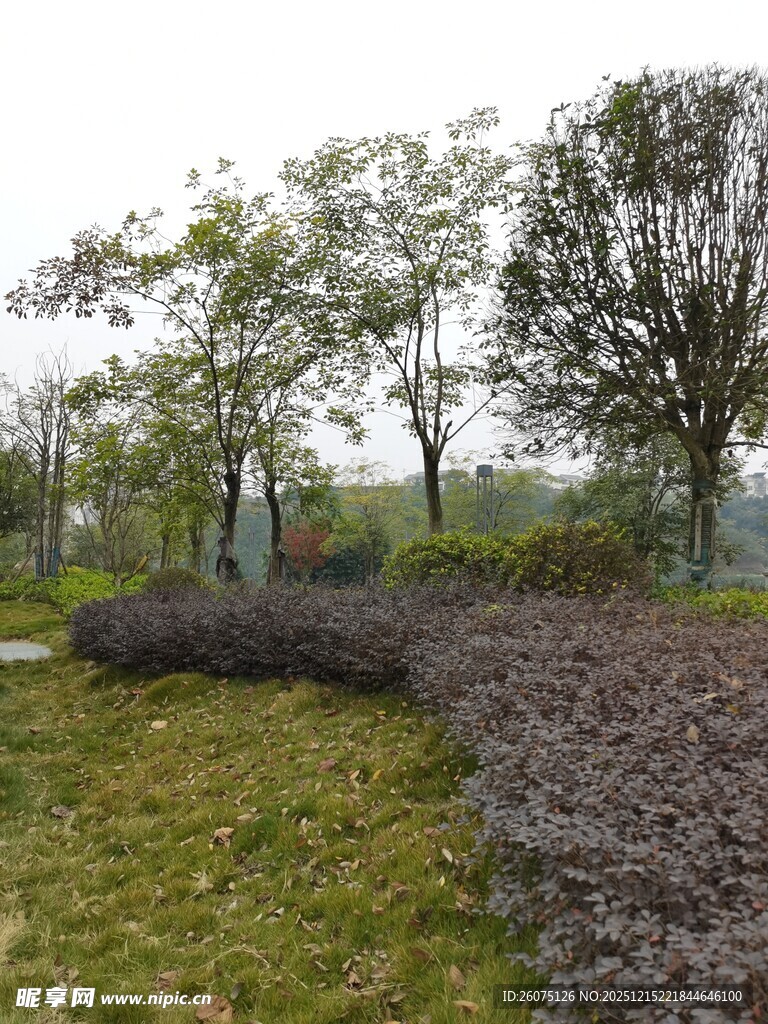 园林景观中的绿植与碎石