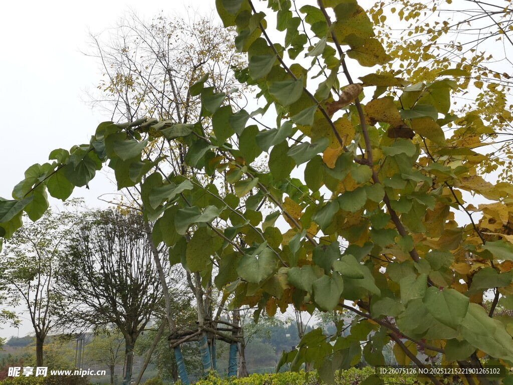 阳光下的繁茂树叶