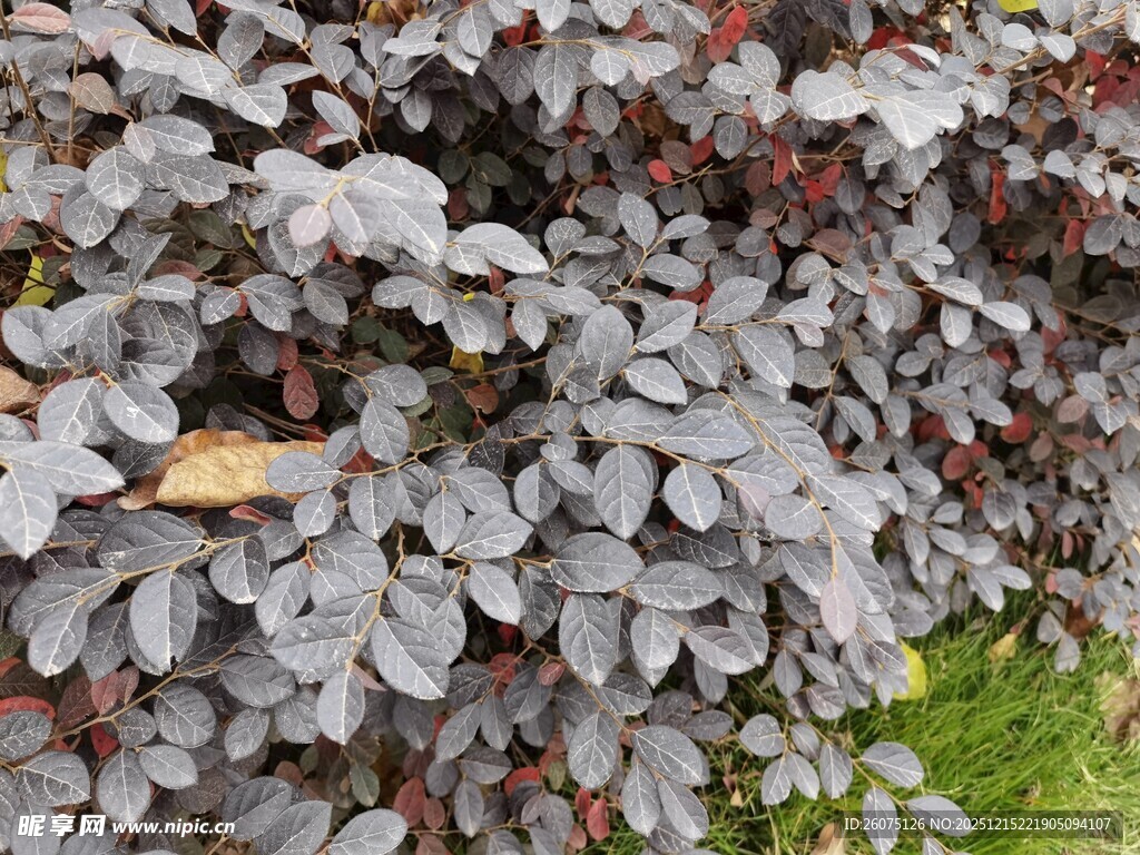 紫叶小檗植物特写
