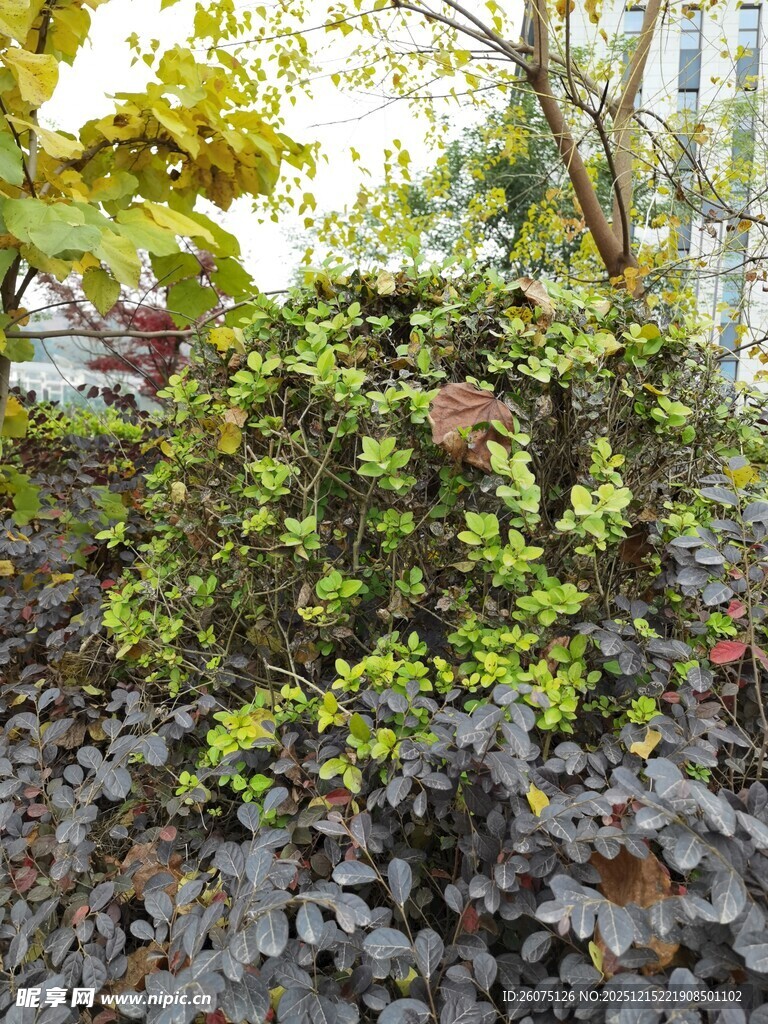 多彩植物景观