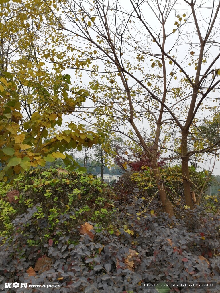 秋日树林中的繁茂植被