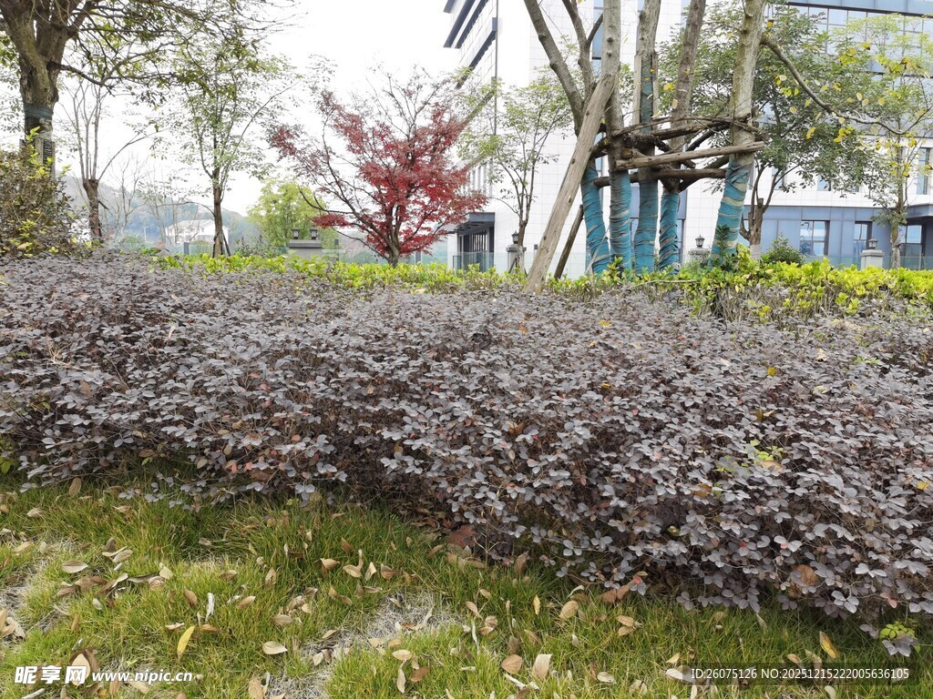 园林景观中的紫叶灌木