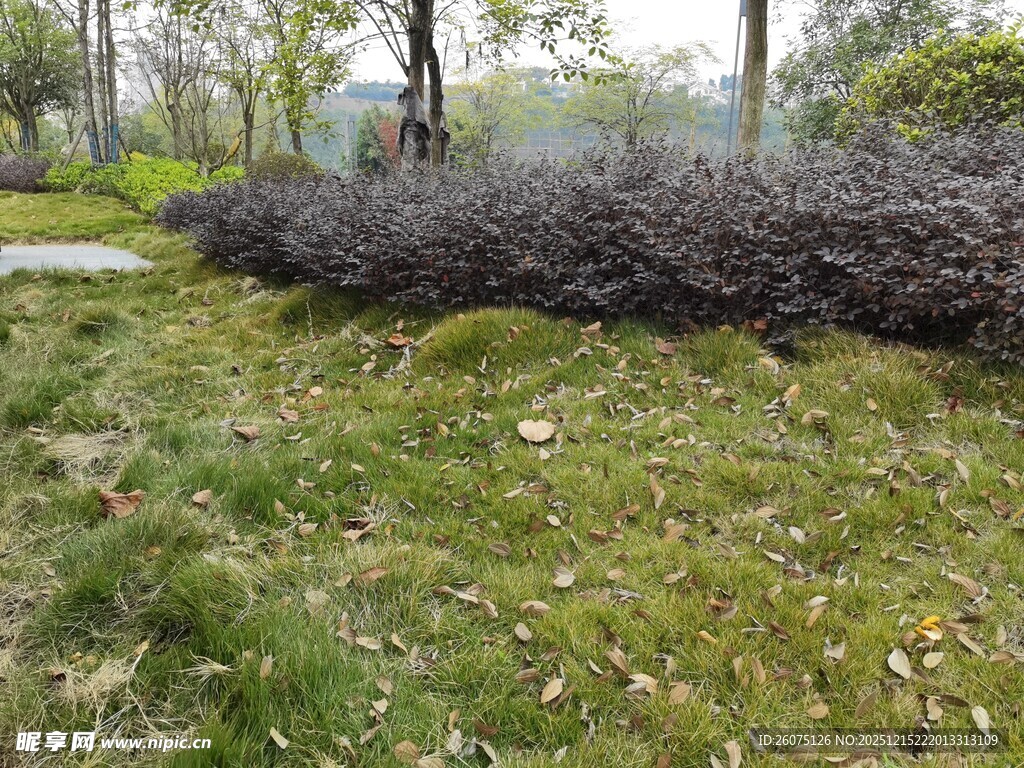 春日草地旁的低矮灌木丛