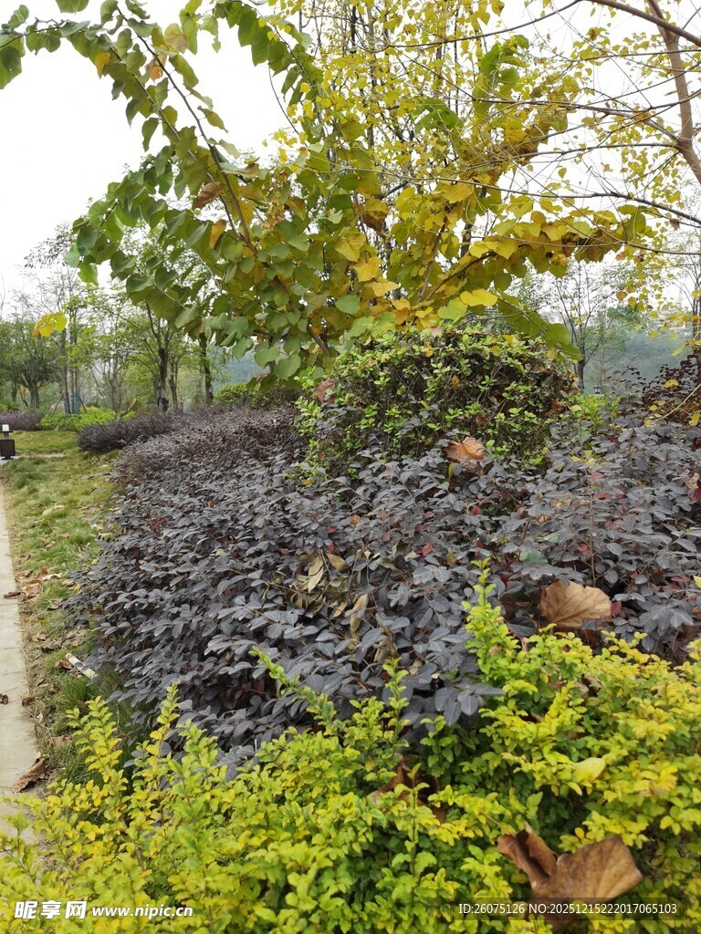 园林绿植景观生机盎然