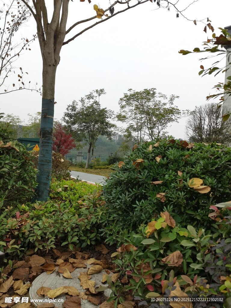 秋日林间小径的自然景致