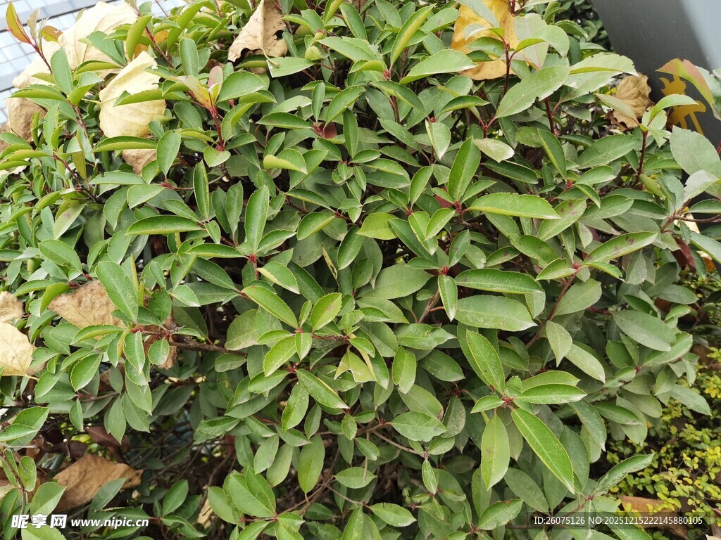 翠绿丛生植物特写