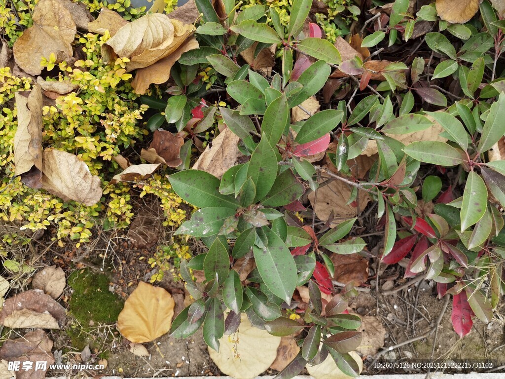多彩植物景观