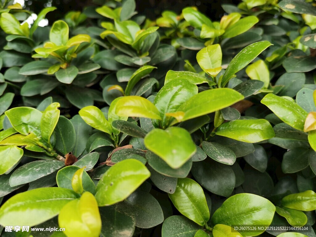 翠绿繁茂的叶片植物