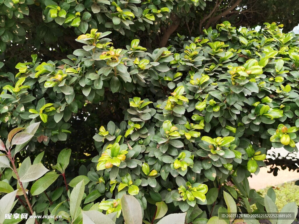 翠绿繁茂的绿植景观