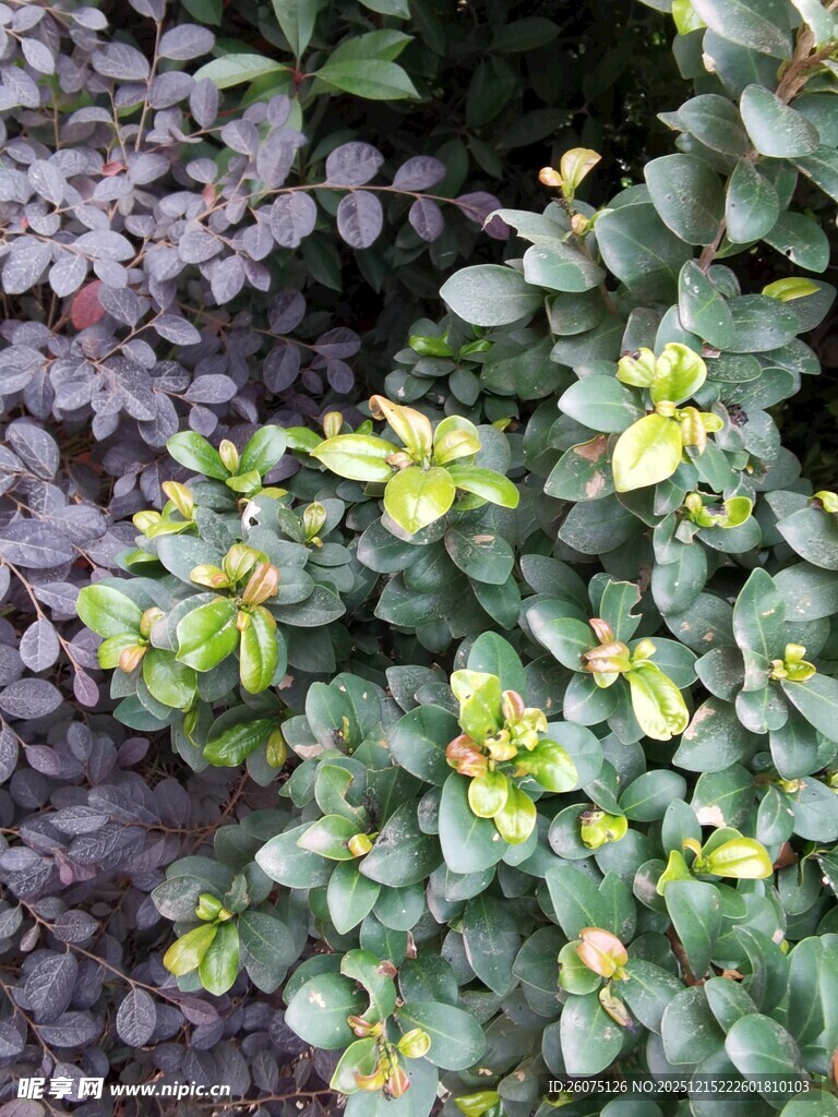 多彩叶片植物特写