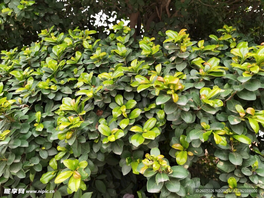 翠绿繁茂的叶片植物