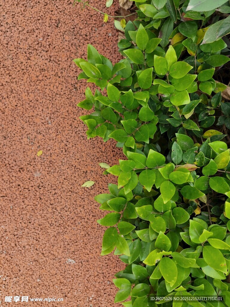 红土地边的翠绿植物