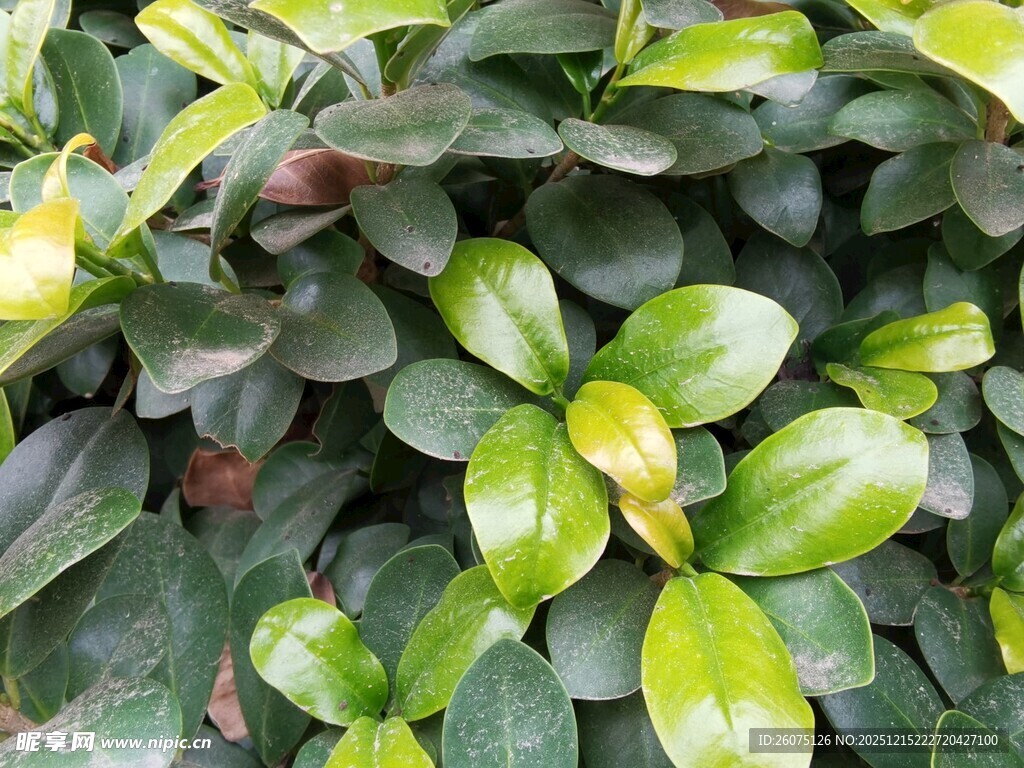 翠绿叶片植物特写