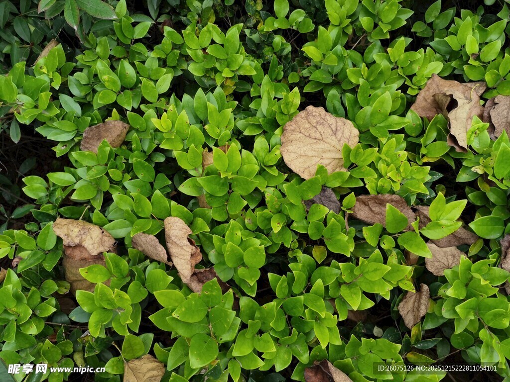翠绿欧芹叶片鲜嫩