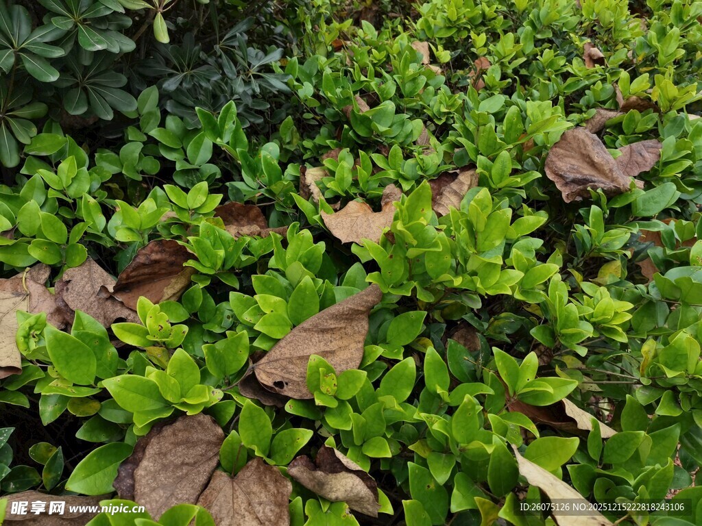 绿叶间的枯黄叶片