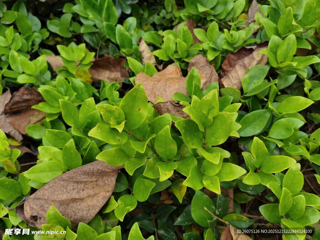 翠绿植物与枯叶交织景象