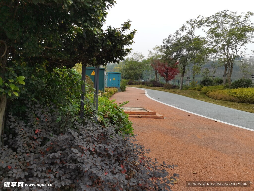 城市中色彩鲜明的林荫步道