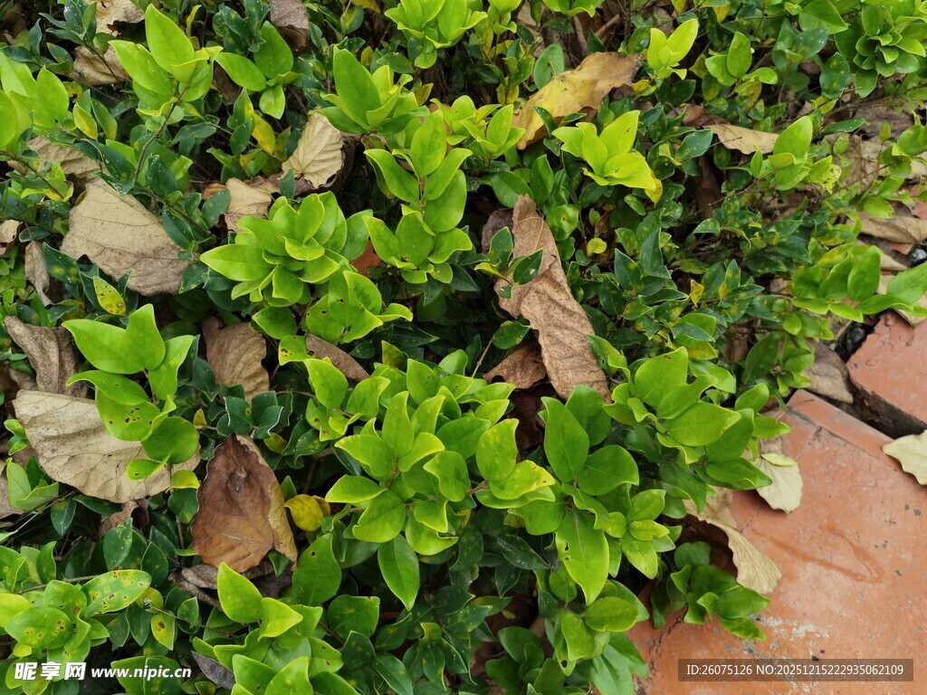 翠绿爬墙虎覆盖地面景象
