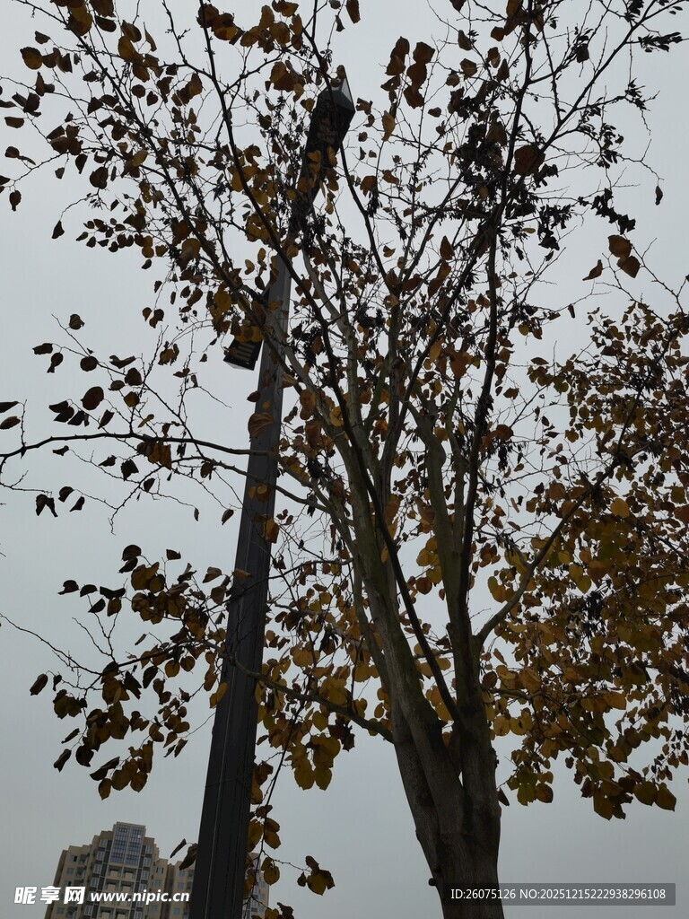 秋日枝干与稀疏黄叶