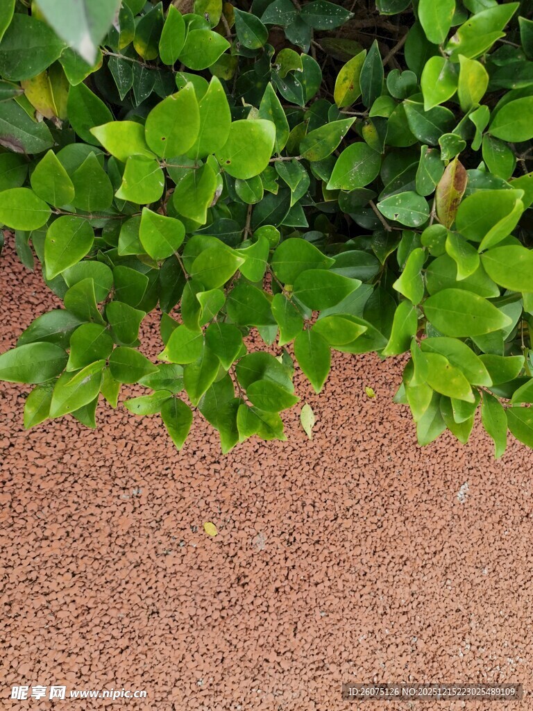 绿叶覆于红褐色地面