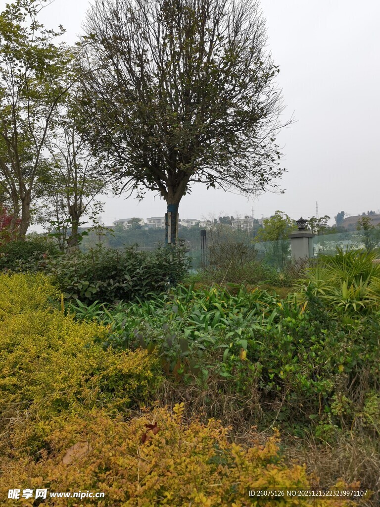 秋日多彩植物景观